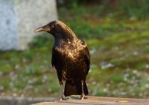 carrion crow orientalis.JPG