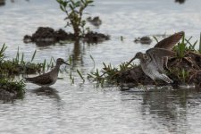 sandpipers1.jpg