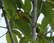 common iora.jpg