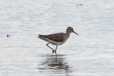 sandpiper-left.jpg