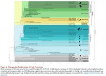 Eofringillirostrum-cladogram.jpg