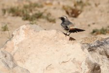 20190218 (9)_Red-rumped_Wheatear.JPG