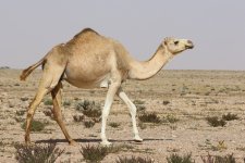 20190218 (13)_Dromedary.JPG