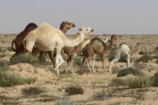 20190218 (18)_Dromedary.JPG