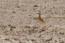 20190218 (19)_Cream-coloured_Courser.JPG