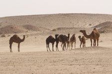 20190218 (21)_Dromedary.JPG