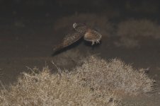 20190218 (39)_Pharaoh_Eagle_Owl.JPG