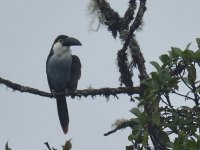 Black_billed_mountain_toucan_00004 (800x600).jpg