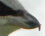 beak prob 2.JPG