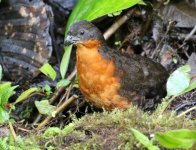 giant antpitta2.JPG