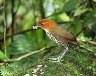 chestnut crown antpitta.JPG