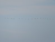 Whooper Swan_Girdle Ness_280319a.jpg