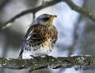 Fieldfare.jpg