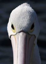 Australian Pelican au 2.jpg