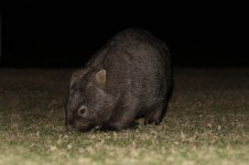 Wombat au 2.jpg