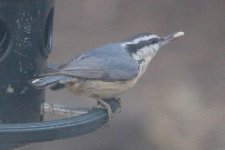 190328_339_birds_nuthatchCr_W.jpg