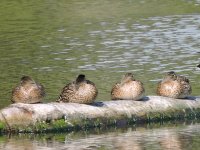 To get one’s ducks in a row.jpg