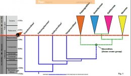 Neornithes-cladogram.jpg