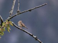 Pipit des Arbres 2.5.19.jpg