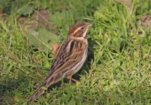 Reed Bunting_8155.jpg