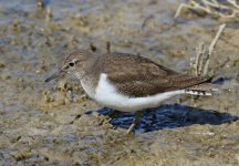 Common Sandpiper_8061.jpg