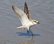 Kentish Plover_7850.jpg