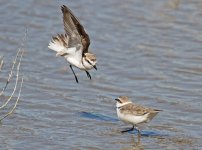 Kentish Plover_7898.jpg