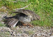 Meadow Pipit_8104.jpg