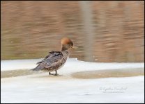 hooded.merganser.f_DSC2125.jpg