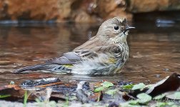 Bird Bathing_41061.jpg