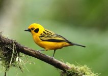 golden tanager.JPG