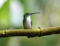 andean emerald.JPG