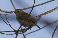 yellow crowned tyrannulet (maybe).jpg