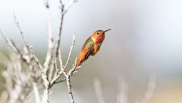 Hummingbird-A.jpg