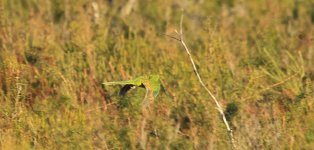 Ground Parrot au 1.jpg