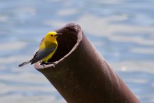 Prothonotary Warbler.jpg