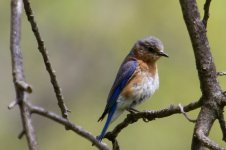 Eastern Bluebird.jpg