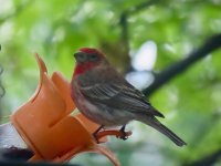 House Finch.jpg