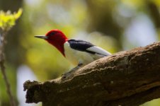 Red-Headed Woodpecker.jpg