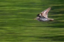 Spotted Sandpiper (1).jpg