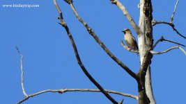 2019.03.30 Hawfinch.JPG