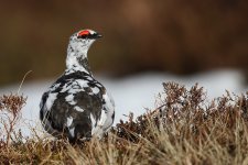 2015_04_08 (33)_Ptarmigan.JPG