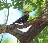 Pileated Woodpecker 1.JPG