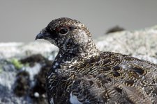 20110619 (2)_Ptarmigan.JPG