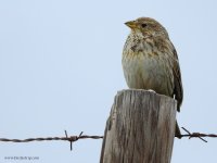 2019.03.30 Corn Bunting.JPG