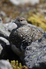 20110619 (3)_Ptarmigan.JPG