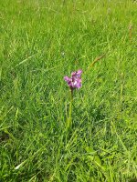 Green Winged Orchid.jpg