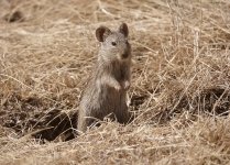 16rodent200001small.jpg