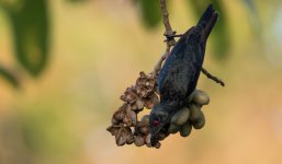 asian glossy starling.jpg