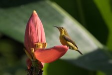 olive-backed sunbird (f).jpg